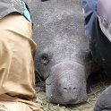 Manatees2010 (12)